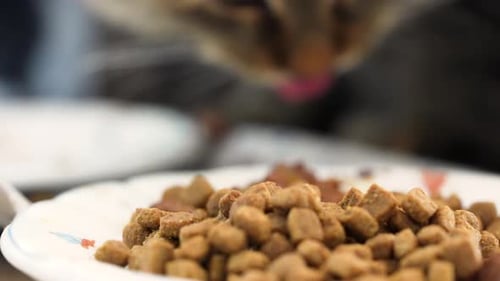 Cat Eating Dry Food Pellets from Dish Indoors