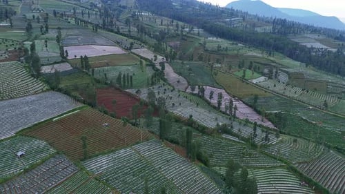 Aerial scenery of endless plantation field on the mountain slope