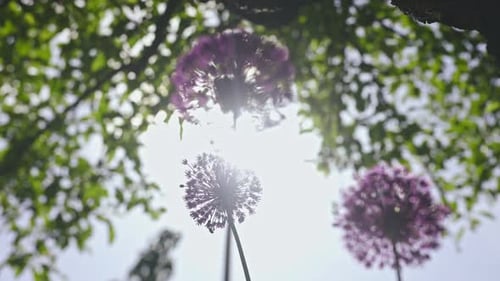A view of the ornamental onions from below under the tree.
