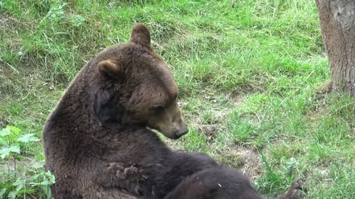 Brown bear in the forest