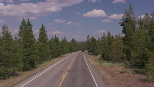 Highway Drive Through Green Forest