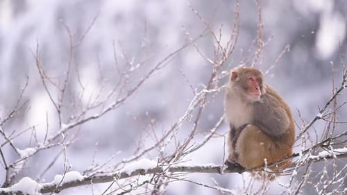 Rhesus Macaque Monkey In Forest in Snowfall