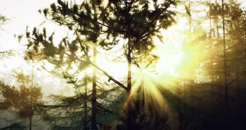 Sunlight Filters Through Trees in a Serene Forest During Early Morning