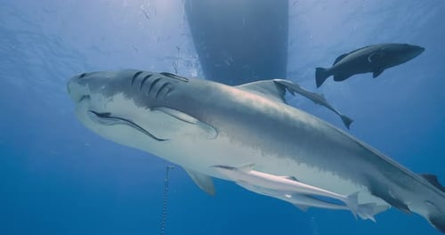 Emma the famous tiger shark swims by and up to the surface with beautiful light in the bahamas at Ti