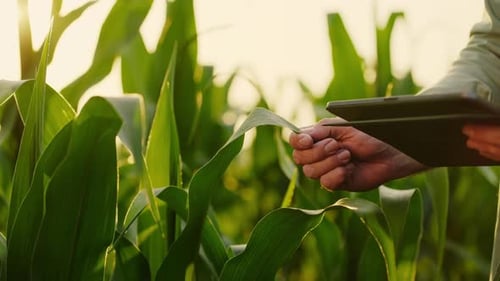 Farmer Stroking Leaves Of Corn Plant And Holding Modern Tablet Closeup Of Hands Agribusiness