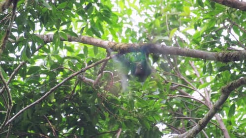 Female of Resplendent quetzal (Pharomachrus mocinno) sits on the branch in the humid forest of Monte