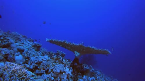 Tropical Coral Reef Seascape