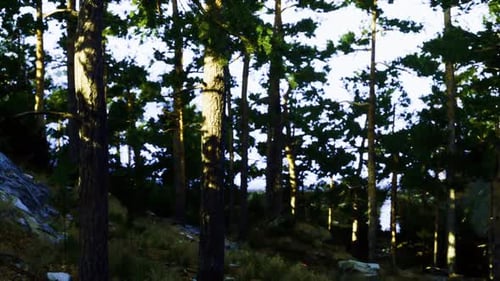 Lush Shaded Forest Filled with Calming Natural Light and Serenity