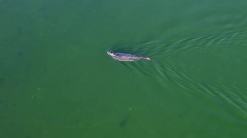 Graceful seal glides where the sea resides, drifting with green tides