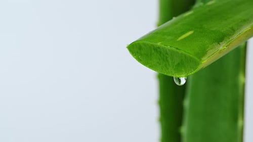 Aloe Vera Gel dripping from aloe leaf close-up.