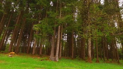 Spring Spruce Deep Green Forest