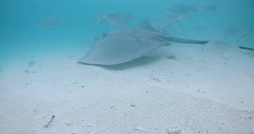Stingray Underwater in French Polynesia or Maldives Sting Ray Swim with Fishes in Ocean