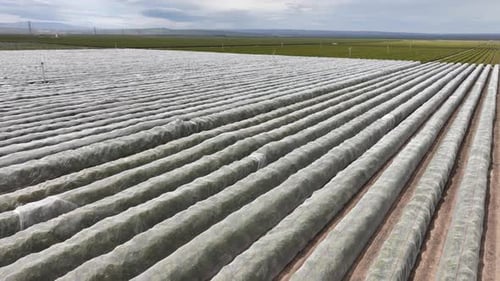 Aerial shot of rows of orange trees growing in California
