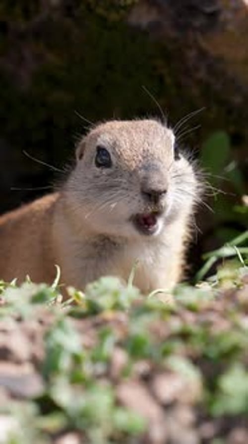 Cute Gopher Emerging From Hole in the Daytime
