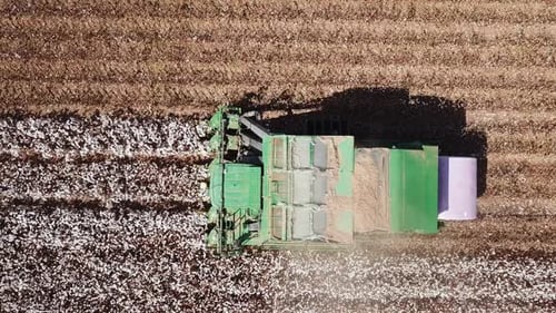 Recogedor de algodón que cosecha algodón blanco en fardos