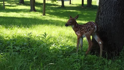 deer fawn out in nature forest area