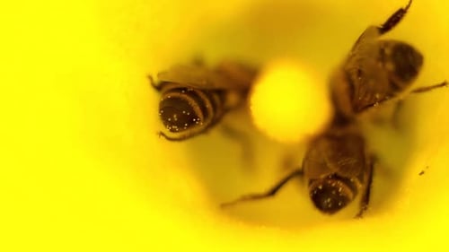 Bees Collecting Pollen Inside a Yellow Flower