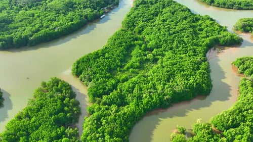 Endless beauty: Thailand's mangrove forests captivate from above.