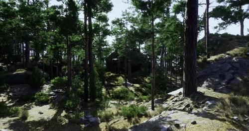Scenic Forest Landscape with Tall Trees and Rocky Terrain in Daylight