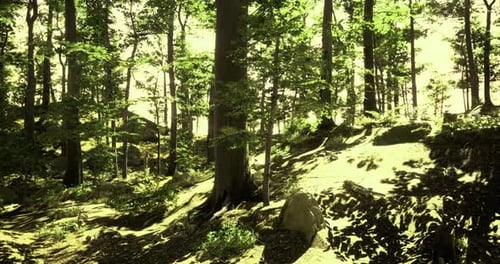 Sunlight Filters Through Lush Green Forest Trees on a Serene Afternoon Walk