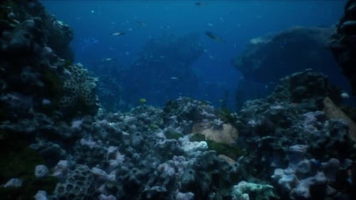Sea or Ocean Underwater Coral Reef