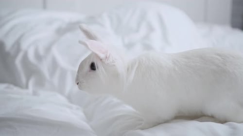 White Fluffy Rabbit Cute Adorable Decorative Rabbit Copy Space Place for Text Pet Care Greeting Card