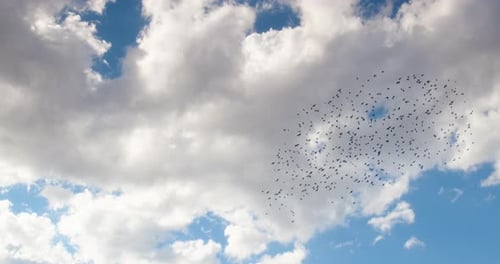 Majestic View of a Flock of Birds in the Cloudy Sky