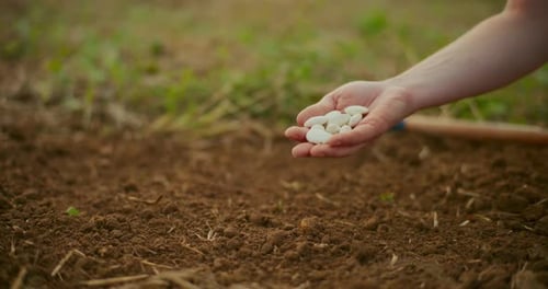 Hand Holding Seeds on a Farm