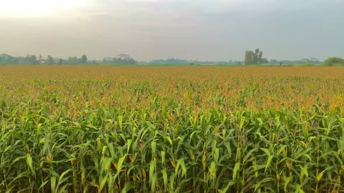 corn farming background