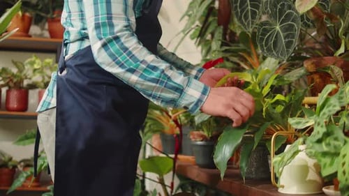 Florist Watering Plants Gardener Working in Botanical Garden Greenhouse Worker Checking Flowers Man
