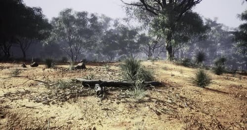 Realistic Australian Bushland Natural Environment Tracking Shot