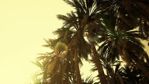 Golden Sun Flare Through Swaying Palm Trees