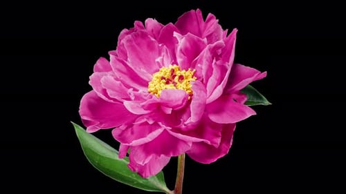 Red Peony Open Flower in Time Lapse on a Black Background. Wedding Concept. Side View on Pink Flower