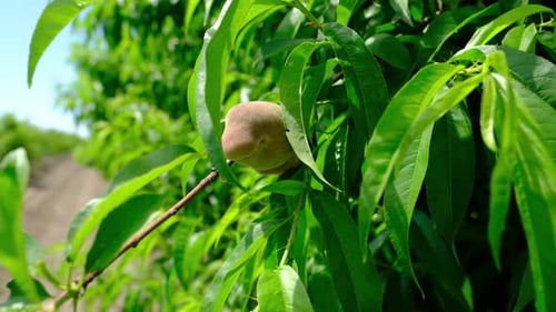 Natural fresh unripe green peach tree branches