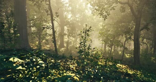 Sunlight Filtering Through Trees in a Serene Forest Landscape During Morning
