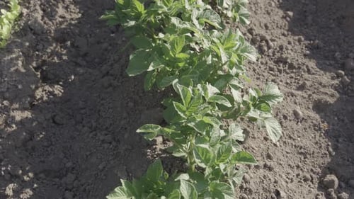 Growing potato plant in agriculture field with cultivated land, tilting up view