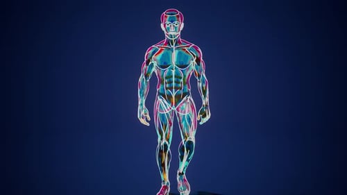 Futuristic Human Anatomy with Shifting Neon Colors