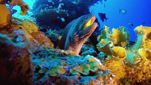 Morena tropical de boca amarilla