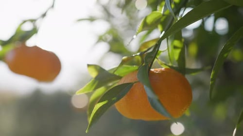 Tangerines Growing on Tree in Bright Sunlight