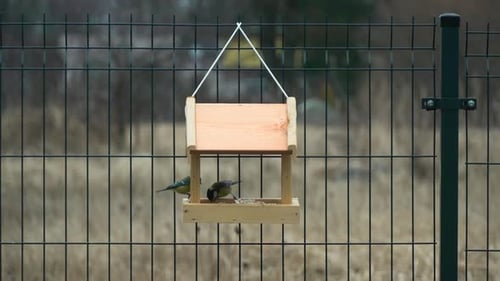 Shot of colorful titmouses coming and going on a wooden birdfeeder hanging on metal fence. Small bir