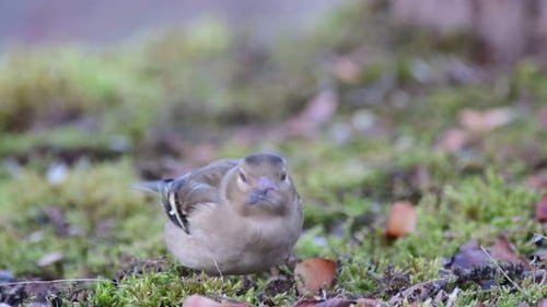 Pinzón común hembra (Fringilla coelebs)