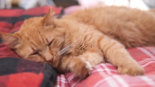 Cat Sleeping on Cozy Bed with Plaid Blanket Looking Comfortable