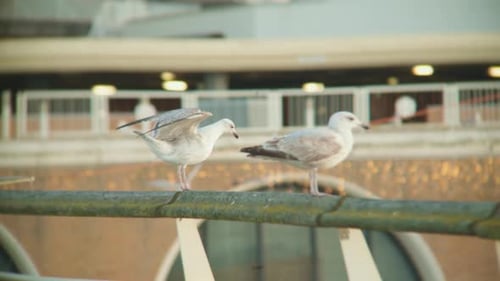 seagull bird