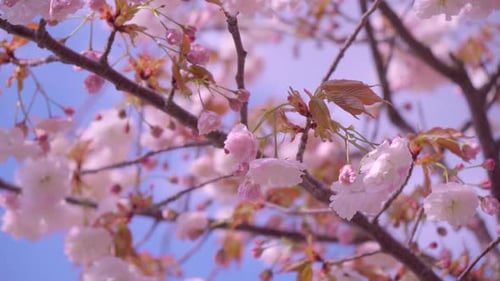 Detail of the cherry blossoms in full bloom, close-up of the branch swaying in the wind