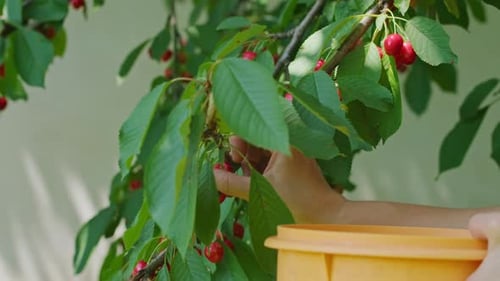 Cherries in the Home Garden the Girl Has Grown a Wonderful Sweet Cherry and on a Hot Summer Day She