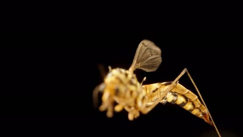 Close Up of a Patterned Insect