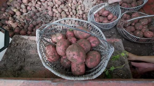 Fresh organic potatoes harvested from farm fields