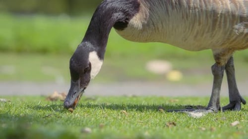 Close up of Canadian goose eating green grass in the park in summer
