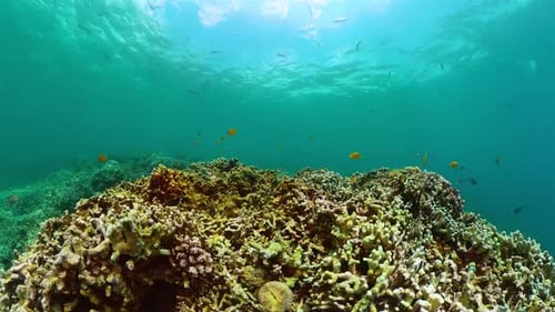Tropical Fish and Coral Reef Under the Sea Marine Life