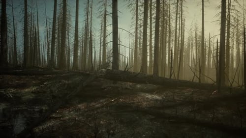 Smoke in Forest Caused By Deforestation